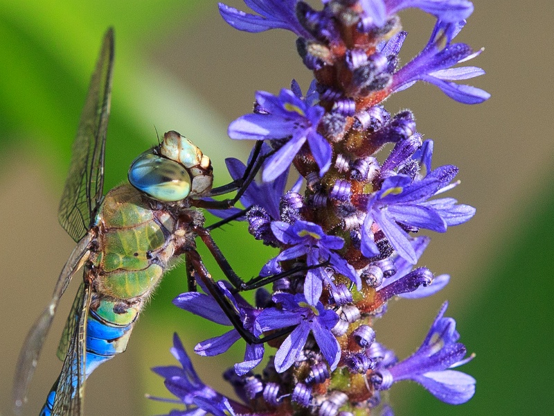 2013-08-15-152415-parc-insecte-OK (1)