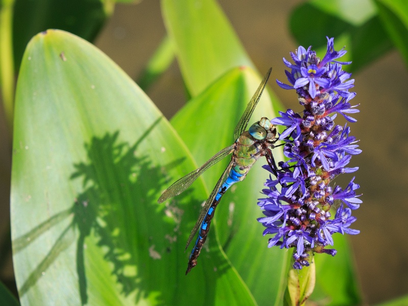 2013-08-15-152636-parc-insecte-OK