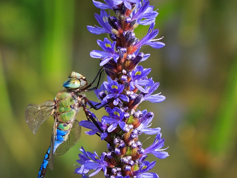 2013-08-15-152809-parc-insecte-OK