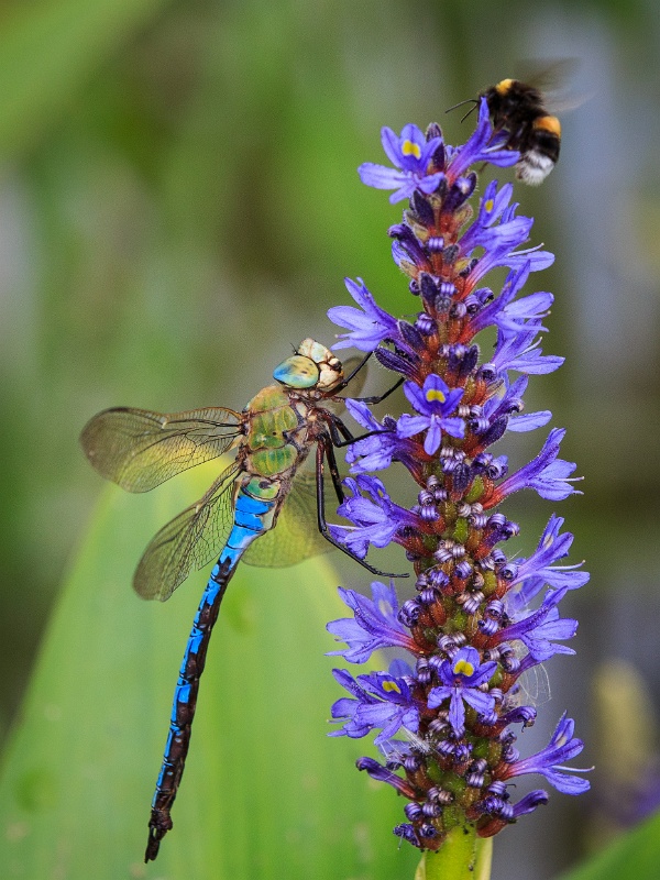 2013-08-15-160508-parc-insecte-OK