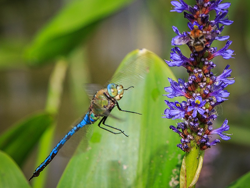 2013-08-15-161545-parc-insecte-OK