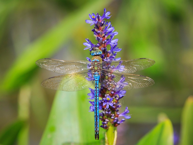 2013-08-15-161553-parc-insecte-OK