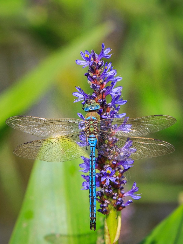 2013-08-15-161557-parc-insecte-OK